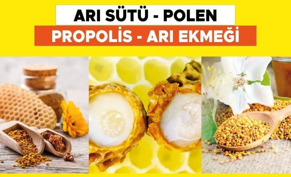 Arı Sütü – Polen – Propolis